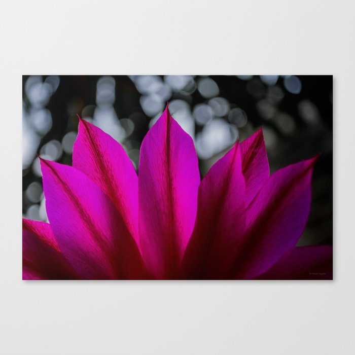 Pitaya Flower Canvas Print