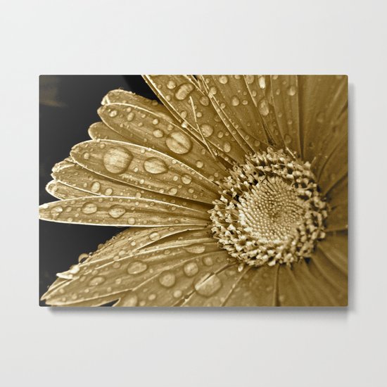 Daisy Drops Metal Print