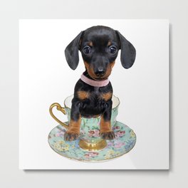Teacup Dachshund Dog Metal Print | Daxie, Tea, Adorabledog, Sausagedog, Cutedog, Color, Photo, Puppy, Dachshund, Dog 