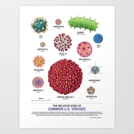 The Relative Sizes of Common U.S. Viruses Art Print