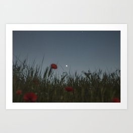 Poppies and the stars Art Print