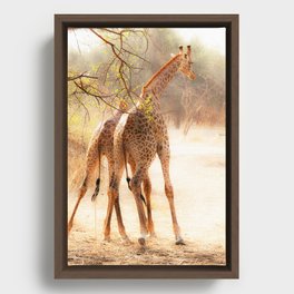 Playful Giraffes Framed Canvas