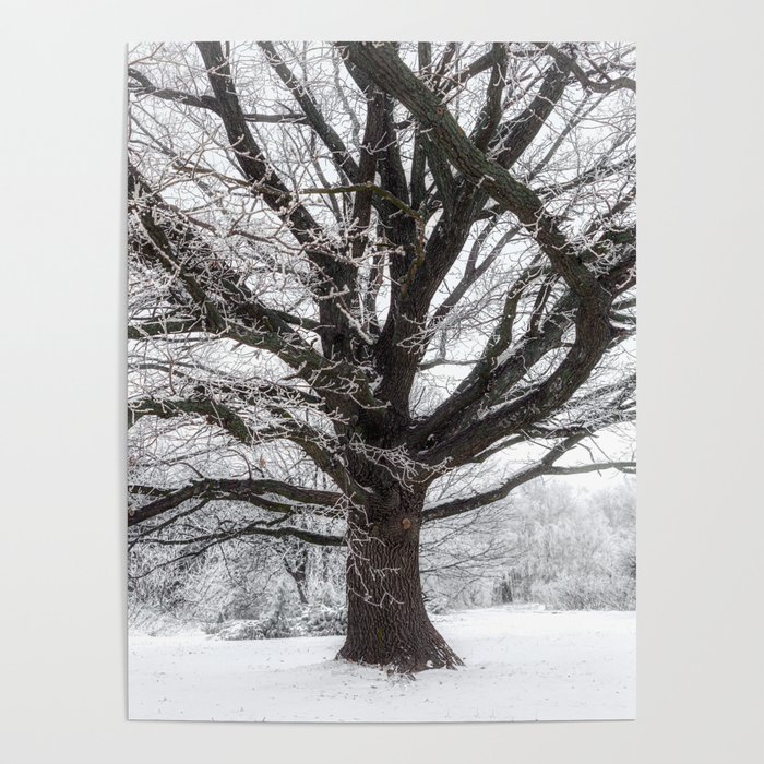 Frozen oak Poster