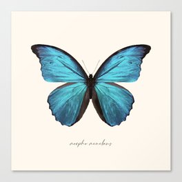 Blue Morpho Butterfly (Morpho Menelaus) Canvas Print