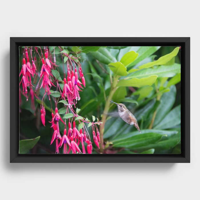 Hummingbird & fuchsia Framed Canvas
