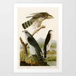 Goshawk Stanley Hawk - John James Audubon Birds of America Art Print