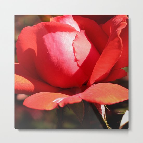 The Subject is Roses - 101 Metal Print