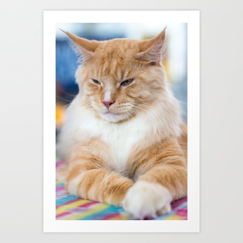 Red White Tabby Maine Coon Cat Art Print By Skleznev Society6