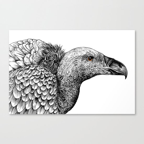 White-backed Vulture Canvas Print