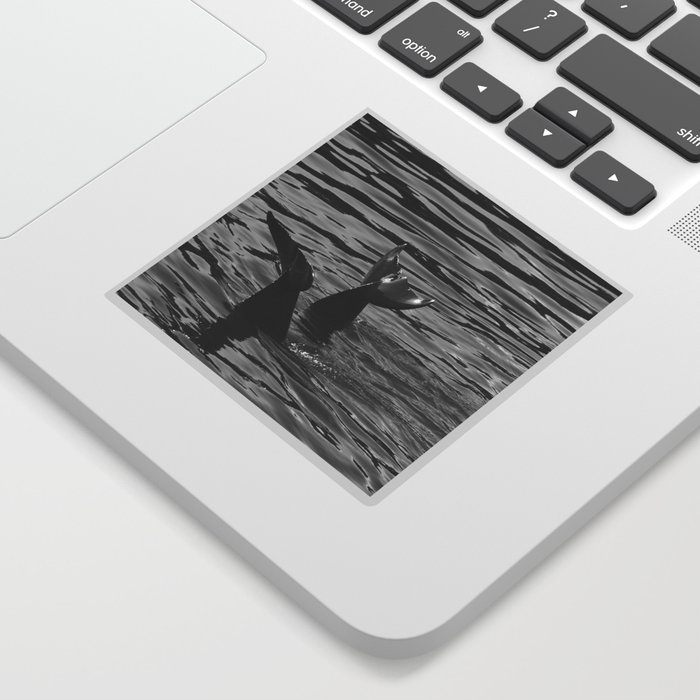 Black and White Dolphins Sticker