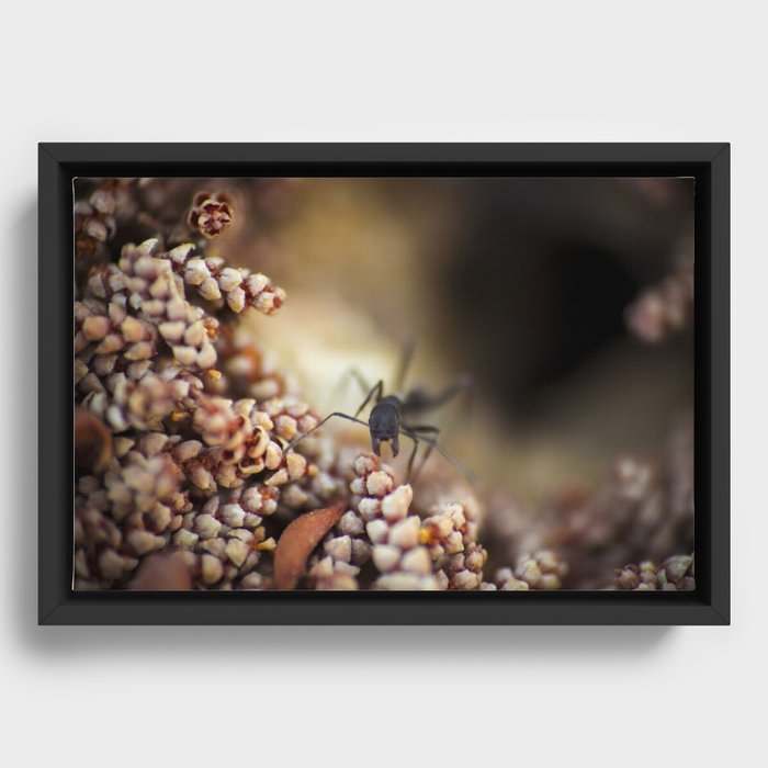 Ant first person Framed Canvas