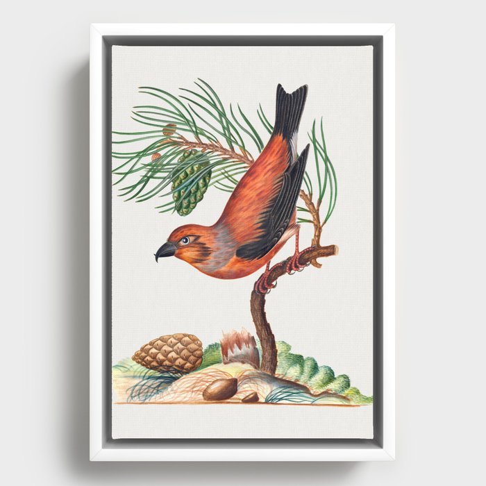 Red crossbill with Scots pine from the Natural History Cabinet of Anna Blackburne Framed Canvas