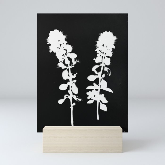 Botanical Photogram Mini Art Print