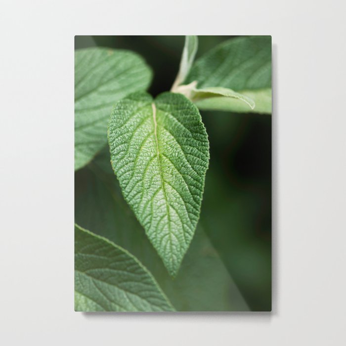 Textured Sage Leaf Metal Print