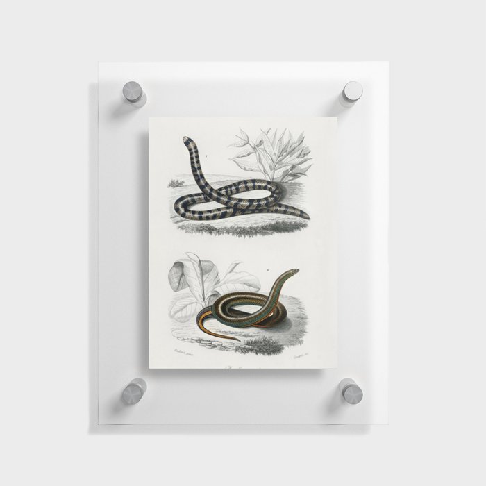 Anilius and Slug Eater Floating Acrylic Print