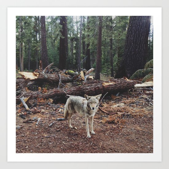 Injured Coyote Art Print