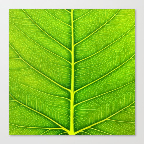 Leaf Canvas Print