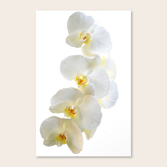 orchid Canvas Print