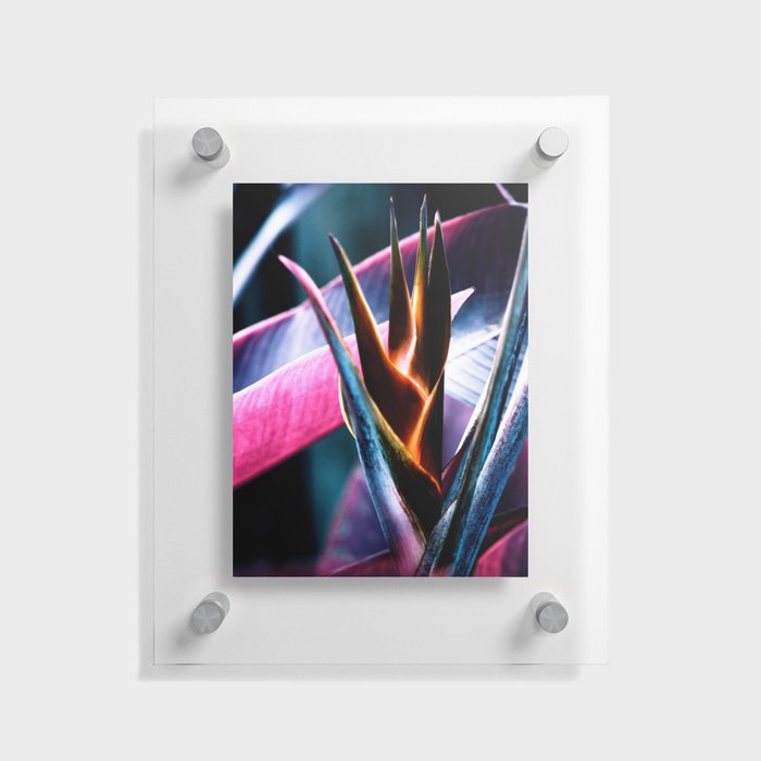 Vibrant Helicon Flower In Purple And Pink Floating Acrylic Print