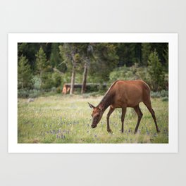 Elk in a Meadow of Spring Flowers Art Print