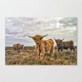 Hairy Higland Cow - A cute and fluffy gift for a Scotland lover Canvas Print