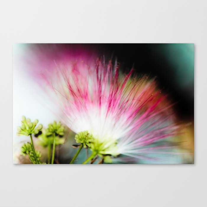 Mimosa Flower Canvas Print