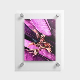 Magenta Pink Heliconia Exotic Flower Floating Acrylic Print