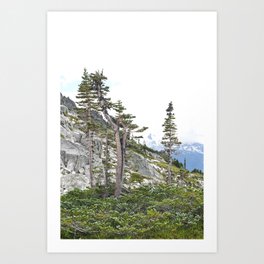Bonsai Trees Pacific Northwest Washington Alpine Trail Mountain Landscape Hiking Outdoors Nature Trees Travel Adventure Art Print
