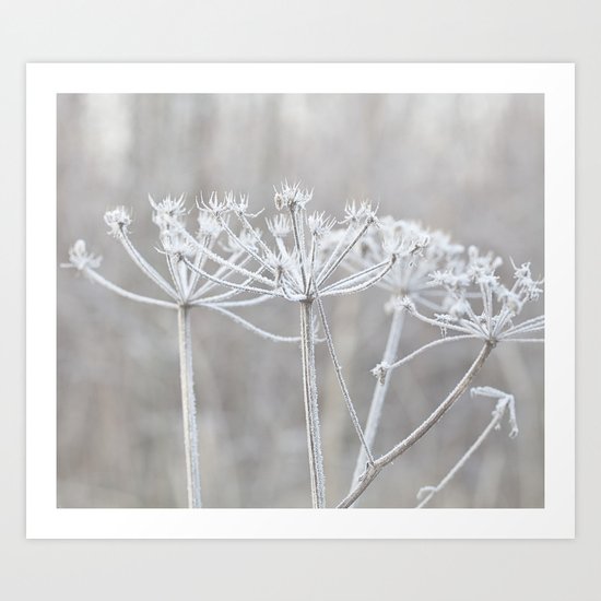 cow parsley plant with hoarfrost in winter Art Print