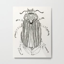Ten Lined June Beetle Metal Print