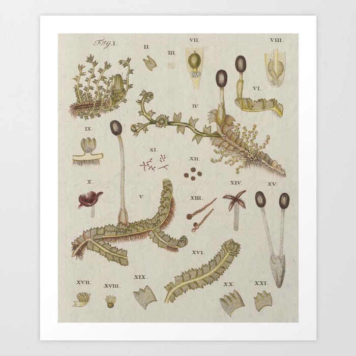 Moss And Hornwort Botany Art Print