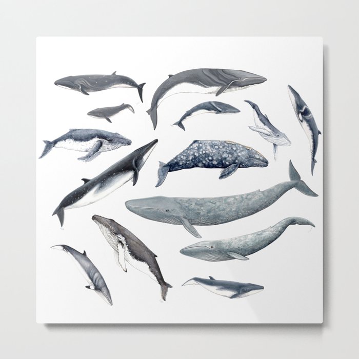 Whales all around Metal Print