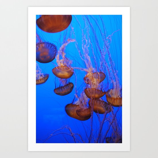 Jellies II Art Print