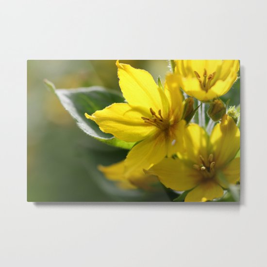 Lysimachia - JUSTART © Metal Print