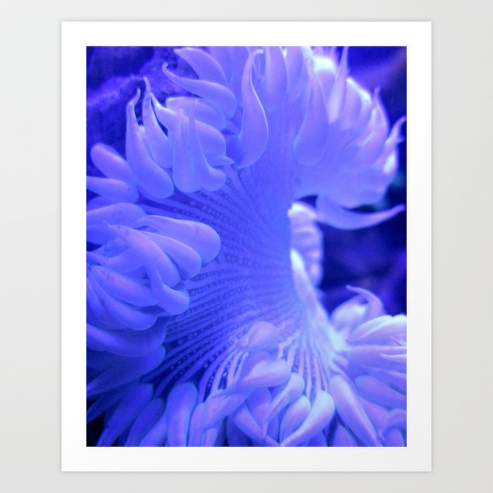 White and Blue Anemone Coral Reef Ocean Art Print