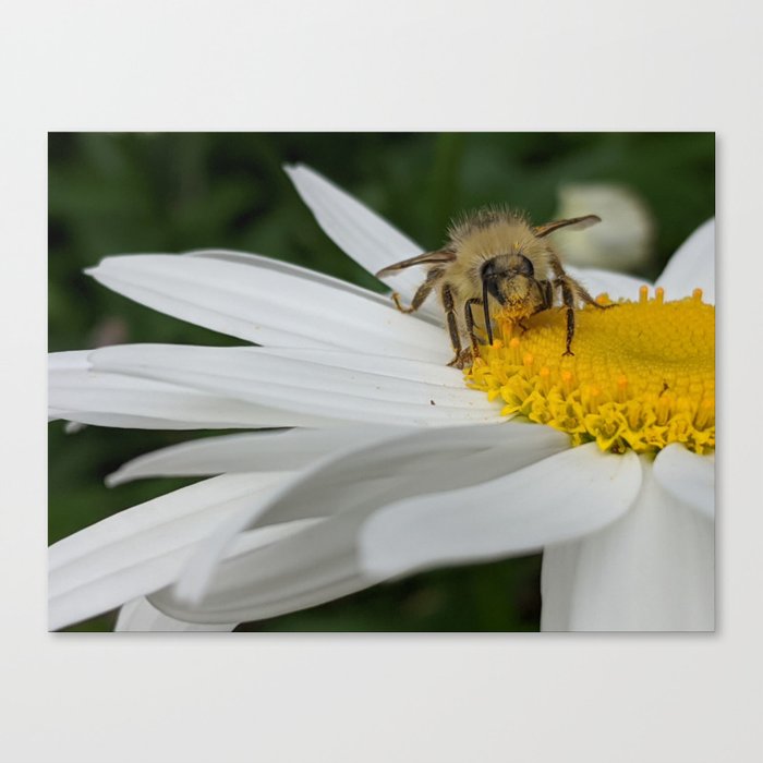 Busy As A Bee: Messy Eater Canvas Print