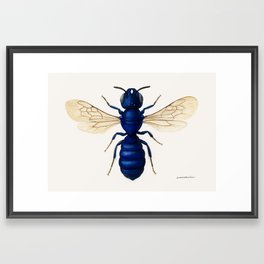 Blue carpenter bee (Ceratina chalcites) Framed Art Print