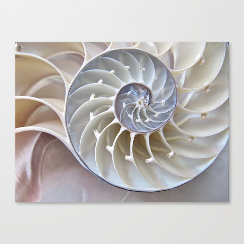 Nautilus Shell Canvas Print By Mingtaphotography Society6