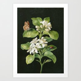 Lemon tree with butterfly and beetle Art Print | Naturalhistory, Vintage, Print, Leaf, Butterfly, Plant, Mariasibylla, Garden, Botanical, Painting 