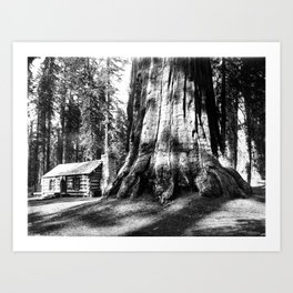 A log cabin dwarfed by a Big Tree in Mariposa Grove in Yosemite National Park, ca.1920 Art Print
