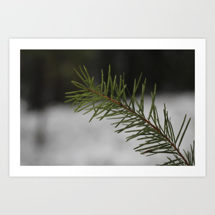 Snow on Pine Art Print
