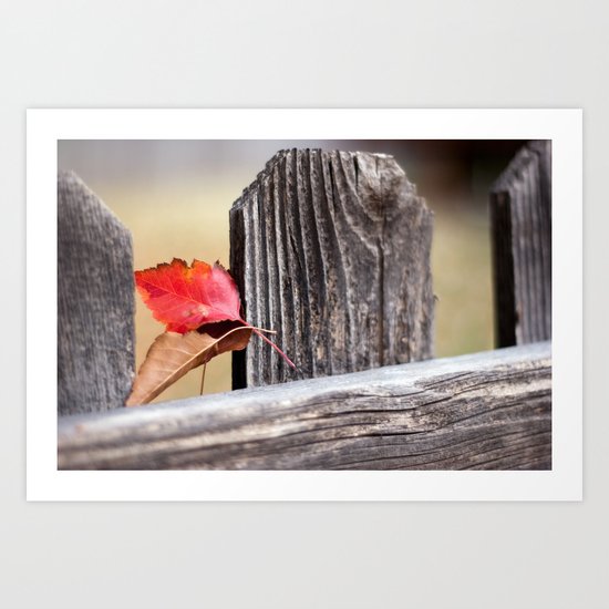 On the Fence Art Print