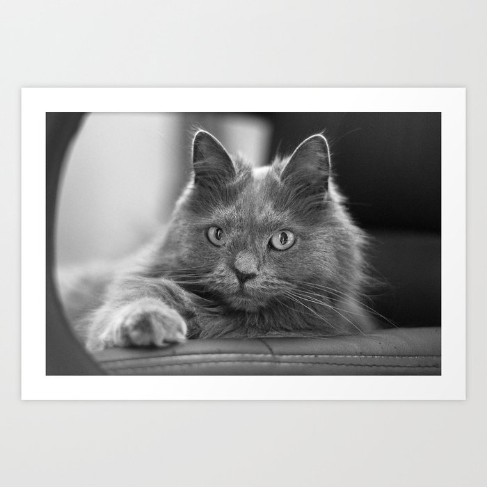 Fluffy Grey Cat Art Print By Diamonddove Society6