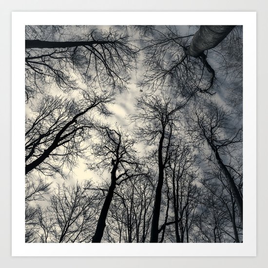 Sky-reaching Trees Art Print