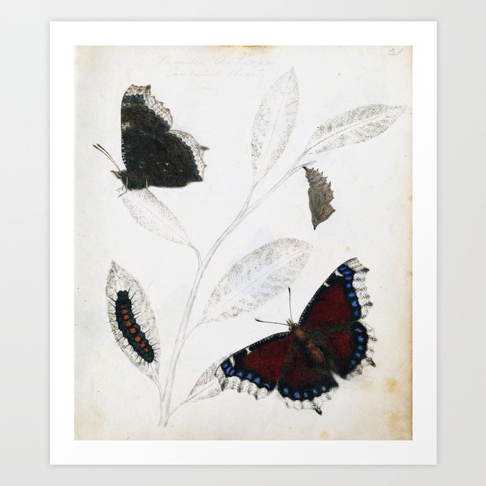 Butterfly metamorphosis by Philip Henry Gosse, 1833  Art Print