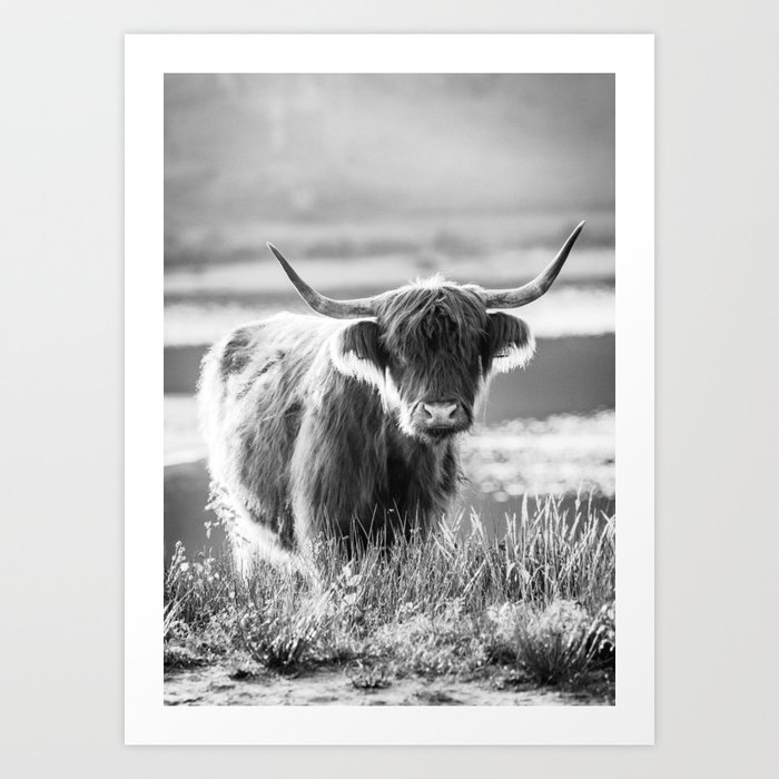Scottish Highland Cattle in black and white Art Print