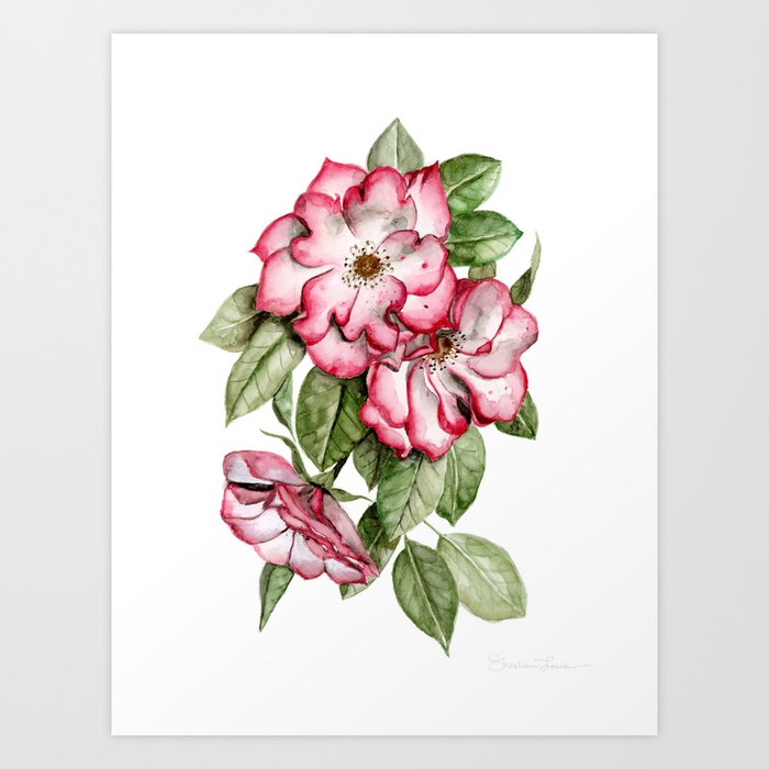 Blooming Pink Garden Roses Art Print By Shealeenlouise Society6