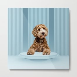 Goldendoodle Laying on Minimal Pastel Blue Podium Metal Print | Poodle, Surreal, Goldendoodle, Rendering, Minimal, Ufo, Puppy, Skyblue, Blue, Monochrome 