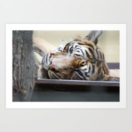 relaxed Tiger Art Print