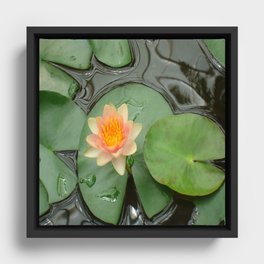 Water Lily Flower  Framed Canvas